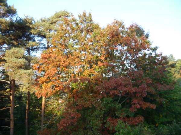 Le chne prend ses couleurs d'automne