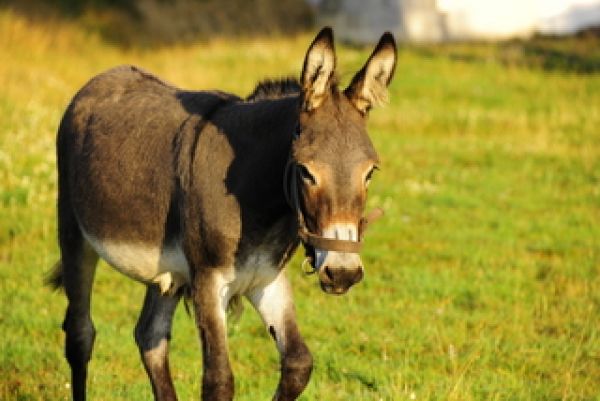 Mascotte, l'nesse