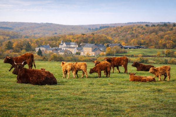 Le hameau de xhignesse log� dans la verdure