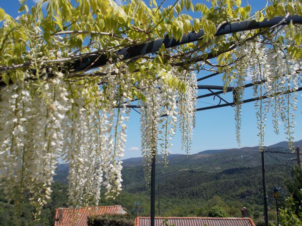 La terrasse