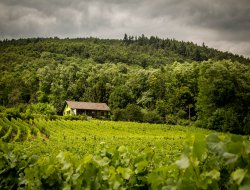 Holiday home near Colmar in Alsace, France. near Riquewihr