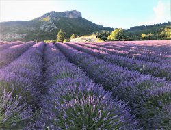 Sahune Gîte à louer dans la Drôme Provençale