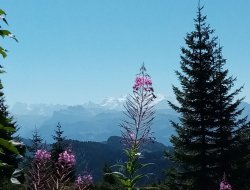 gite Alpes Haute Savoie n°21215